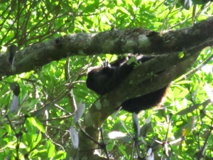 Despite their calls, howler monkeys are more unagressive and easygoing than the capuchins, which tend to be more pee-happy and branch-throwy.